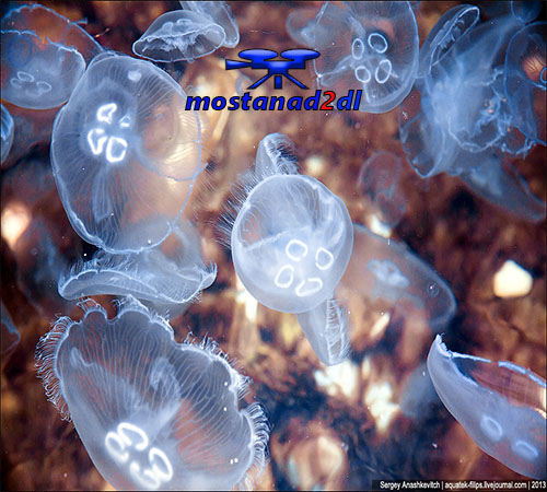دانلود JellyFish Invasion - مستند دوبله فارسی هجوم عروس های دریایی